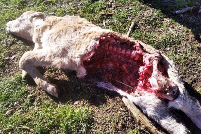 Los ataques de lobo ponen en jaque a los ganaderos.