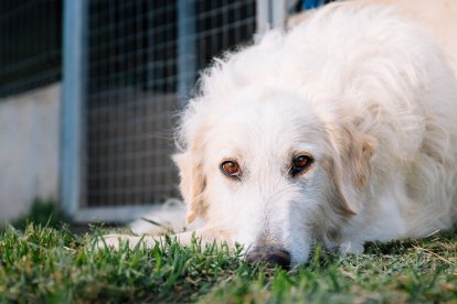 Freya, se encuentra en adopción en Navarra.