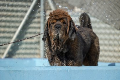 Pepe, espera encontrar familia en la Fundación CANYA  de Cádiz