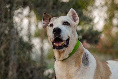 Corsaria, fue abandonada después de dedicarla a la cría. Está esperando en Cádiz.