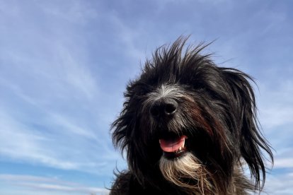 Cada vez son más los establecimientos y .. que admiten mascotas.