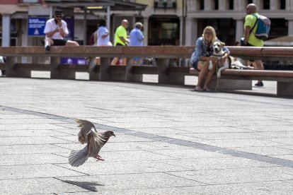 La proliferación de palomas es un "grave problema" en determinadas zonas de la ciudad.