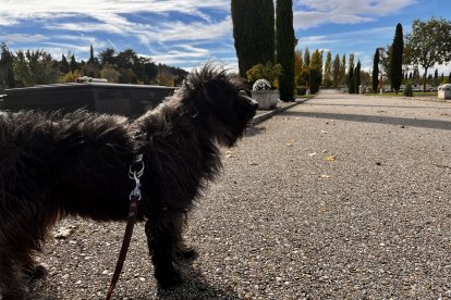 Desde 2022 se permite el paso de mascotas al camposanto.