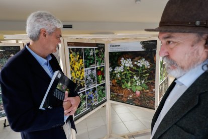 La flor blanca del fondo es el ejemplar que crece en Italia y en tres puntos concretos de España (Atapuerca, sierra de Cameros en La Rioja, y un pequeño espacio de Soria).