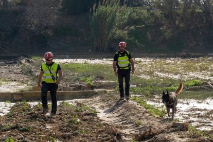 El V batallón de la UME con sede en León, rastrea la Albufera en la localidad de Masanasa en busca de desaparecidos En la imagen el perro Uru , que encontró uno de los primeros desaparecidos en La Alcudia, durante el rastreo en La Rambla del Pollo