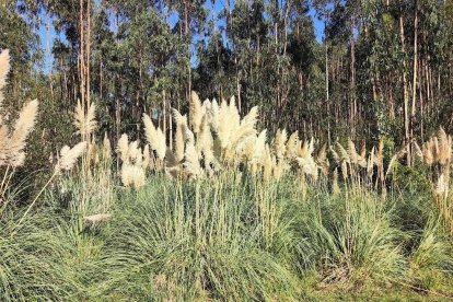 Plumero de la pampa.