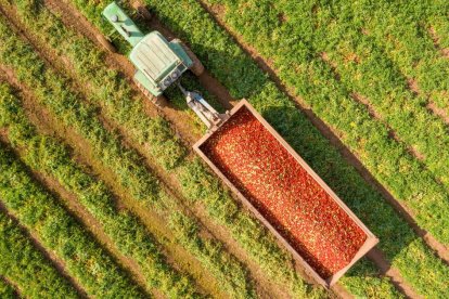 Archivo - Un tractor con tomates en el campo.