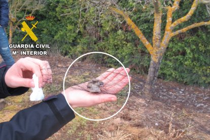 Un ave atrapada, y posteriormente rescatada por la Guardia Civil, en una red japonesa.