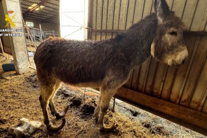 Imagen de uno de los animales.