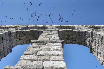 Archivo - Segovia acoge este fin de semana el II Festival de Vencejos.