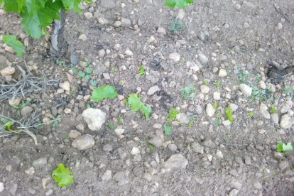 Archivo - Efectos del pedrisco en la uva.