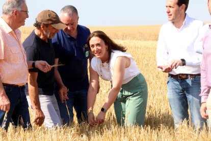 González Corral en una parcela de cereal en Mayorga de Campos.