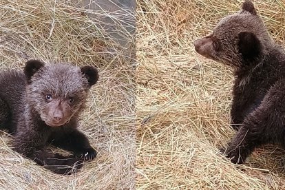 Archivo - La osezna Alba cuando fue rescatada en Teverga.