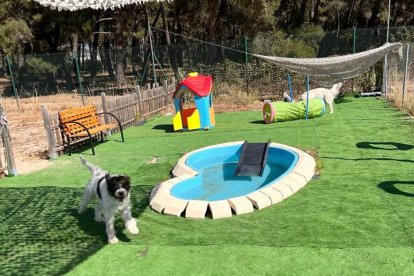 Centro Canino Las Cortes.