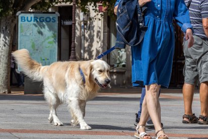 Un perro pasea con su propietario por una céntrica calle de la capital burgalesa.