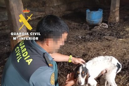 Imagen de uno de los animales.