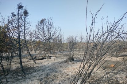 El incendio forestal entre Moncalvillo y Palacios de la Sierra calcinó 10 hectáreas.