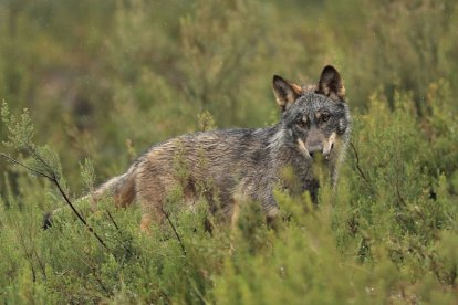 Archivo - Un lobo ibérico en un paisaje verde.