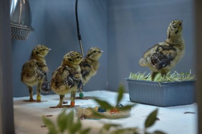 Pollos de urogallo cantábrico criados en el centro de Valsemana (León).