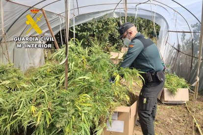 La Guardia Civil desmantela un invernadero con 72 kilos de marihuana en Burgos.