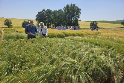 Imagen de uno de los campos de ensayo de la Fundación Caja Rural Burgos
