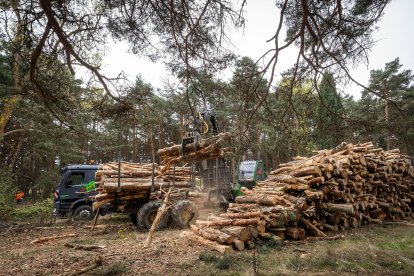 Trabajos de aclareo en el pinar de Fuentes Blancas.