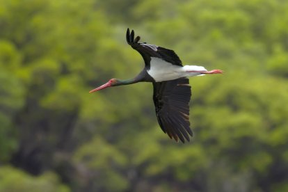 Ejemplar de cigüeña negra.