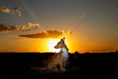 Premiados en la segunda edición del concurso Peluditos en Acción.
