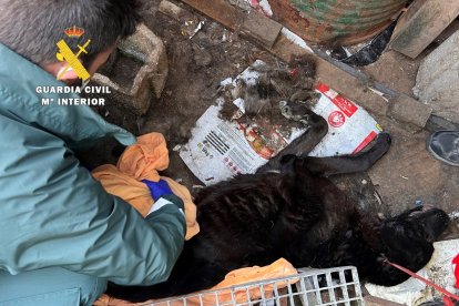 Imagen de uno de los animales.