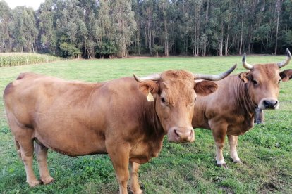 Archivo - Vacas. Rural. PAC. Campo.