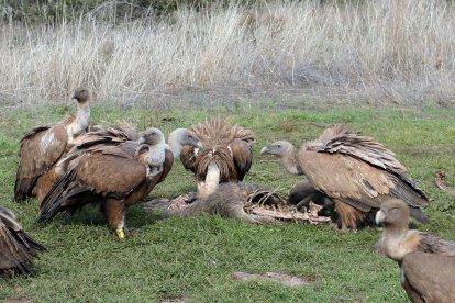 51 aniversario del Refugio de Rapaces de Montejo De la Vega. En la foto Buitres Leonados comiendo.
