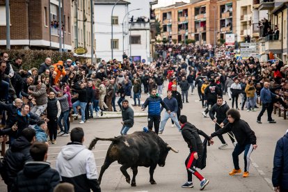 Miles de personas asisten a la celebración del Toro de San Sebastián en Ciudad Rodrigo (Salamanca).
