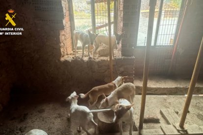 Imagen de los animales rescatados.