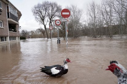 Inundaciones en Tudela de Duero por la subida de nivel del Río Duero.