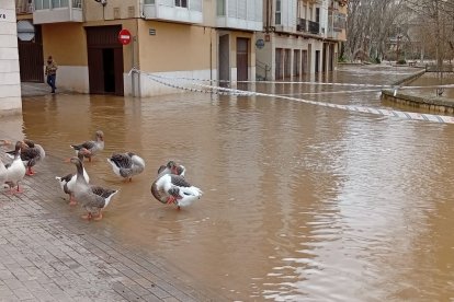Los patos también se han visto afectados por la crecida del río Duero