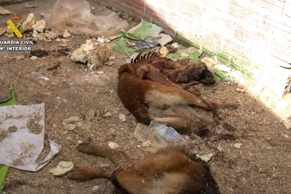 La Guardia Civil durante el desmantelamiento del 'criadero de los horrores'.
