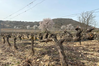 Viñedo de la Ribera del Duero