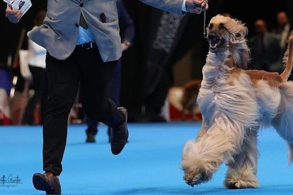 Más de 2.000 perros de 300 razas convertirán Valladolid en la gran capital canina de Europa del 1 al 3 de mayo.