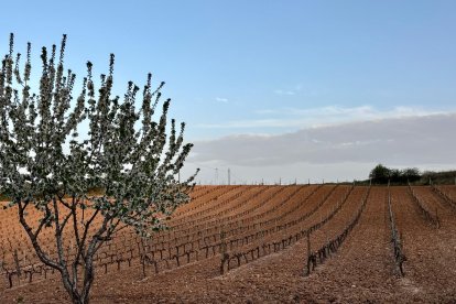 Viñedo de la Ribera del Duero