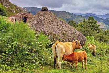 Archivo - Vacas.