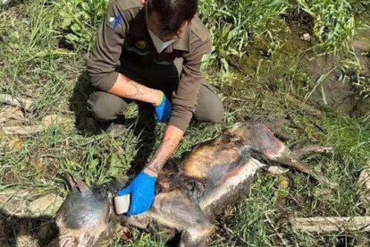 El lobo muerto hallado en Zamora.