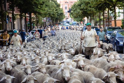 Paso de la Trashumancia por la capital soriana.