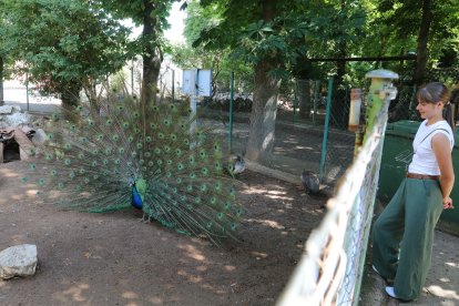 Zoo de Aves en Herrera de Pisuerga (Palencia), en a imagen Pavo real indio.