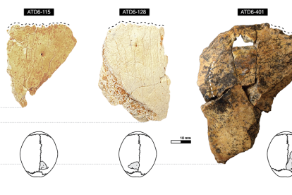 Vista externa y propuesta de posicionamiento de los restos parietales de Homo antecessor. Líneas negras discontínuas.