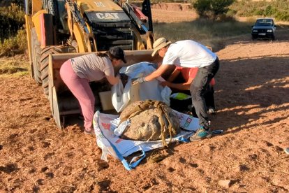 Recuperación de la icnita hallada.