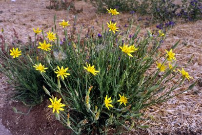 Tragopogon macrorhizus, con flores amarillas, en una parcela de la capital burgalesa.