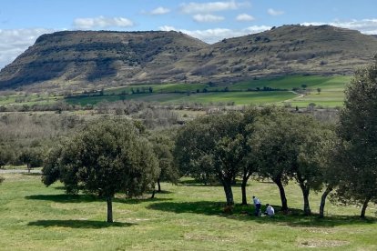 Encinas en las proximidades de Ojo Guareña. Fundación Círculo dará continuidad a su proyecto sobre los árboles singulares de Burgos.
