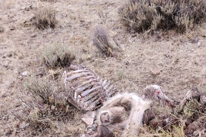 ASAJA Ávila tilda de cínica la posición del Gobierno en la gestión del lobo ante los nuevos ataques.
