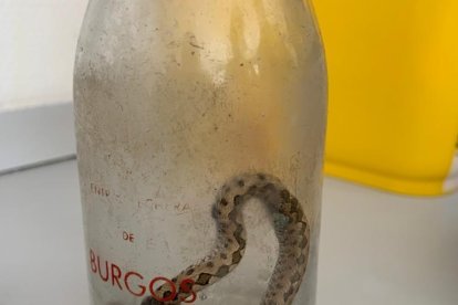 Víbora que se recibió en Urgencias por un paciente con accidente ofídico. ECB