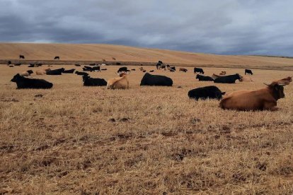La ganadería regenerativa es muy buena para el suelo
